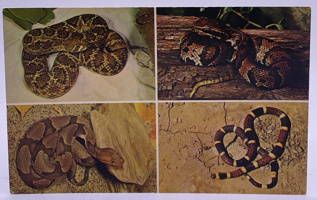 Poisonous Snakes, Philadelphia Herpetological Society, Vintage 1968 Postcard