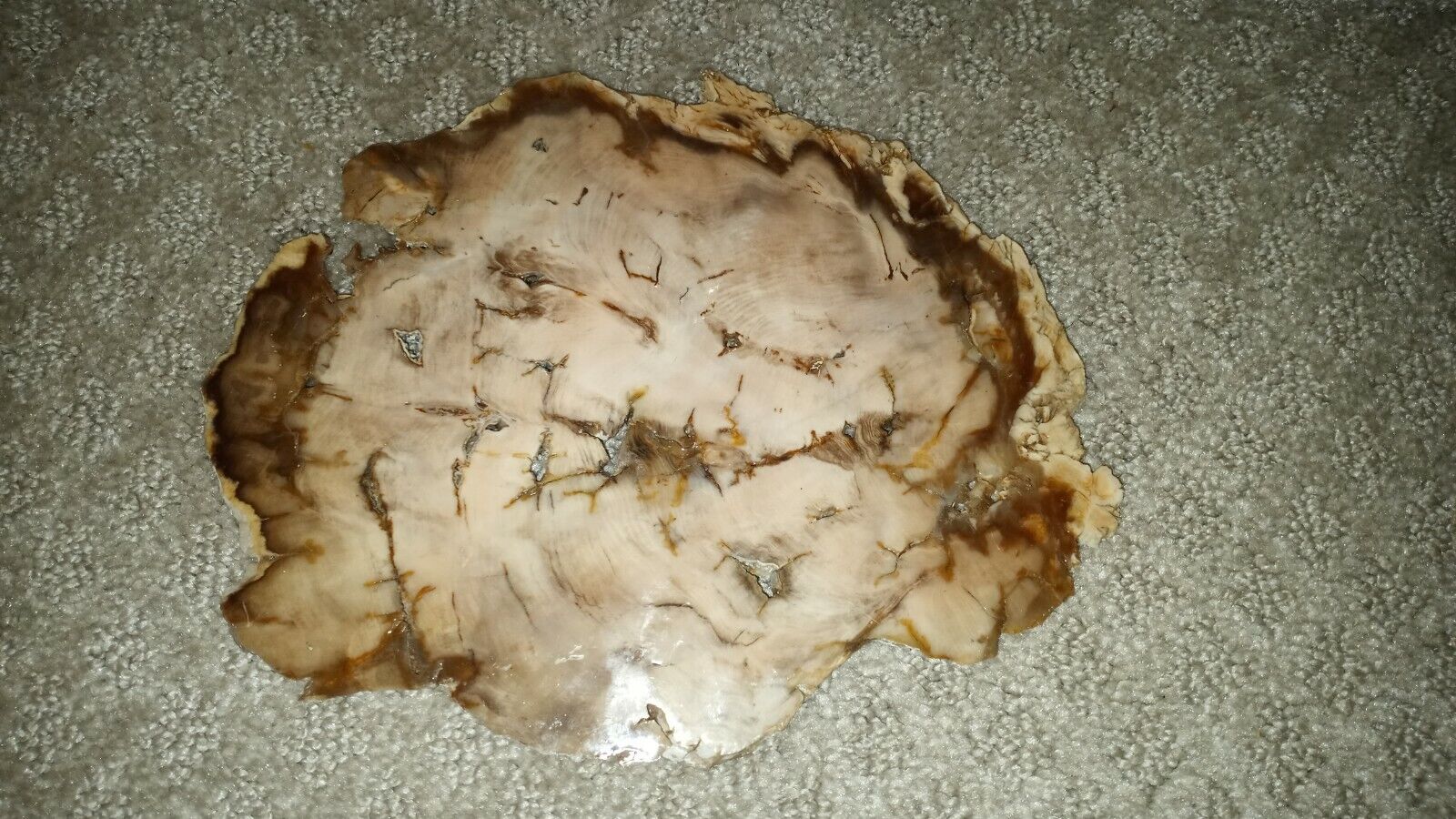  Petrified Wood Polished Rock Slab w Bark 9X7 1.3oz 