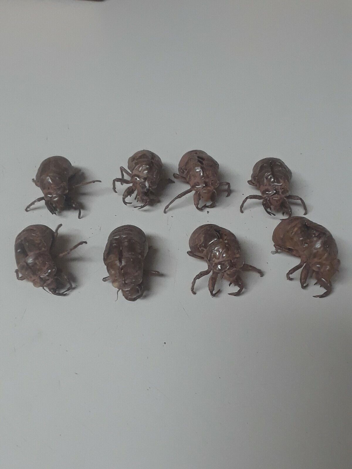 Cicada shells, skin, exoskeleton 8pcs