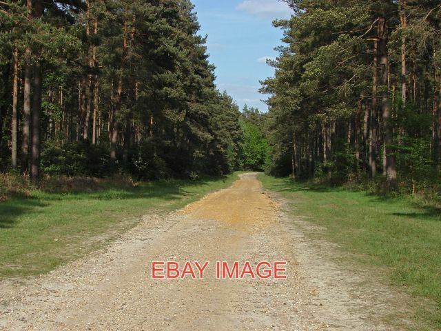 PHOTO  PINE PLANTATIONS SWINLEY FOREST PINE PLANTATIONS ALONG THE TRACK TO RAPLE