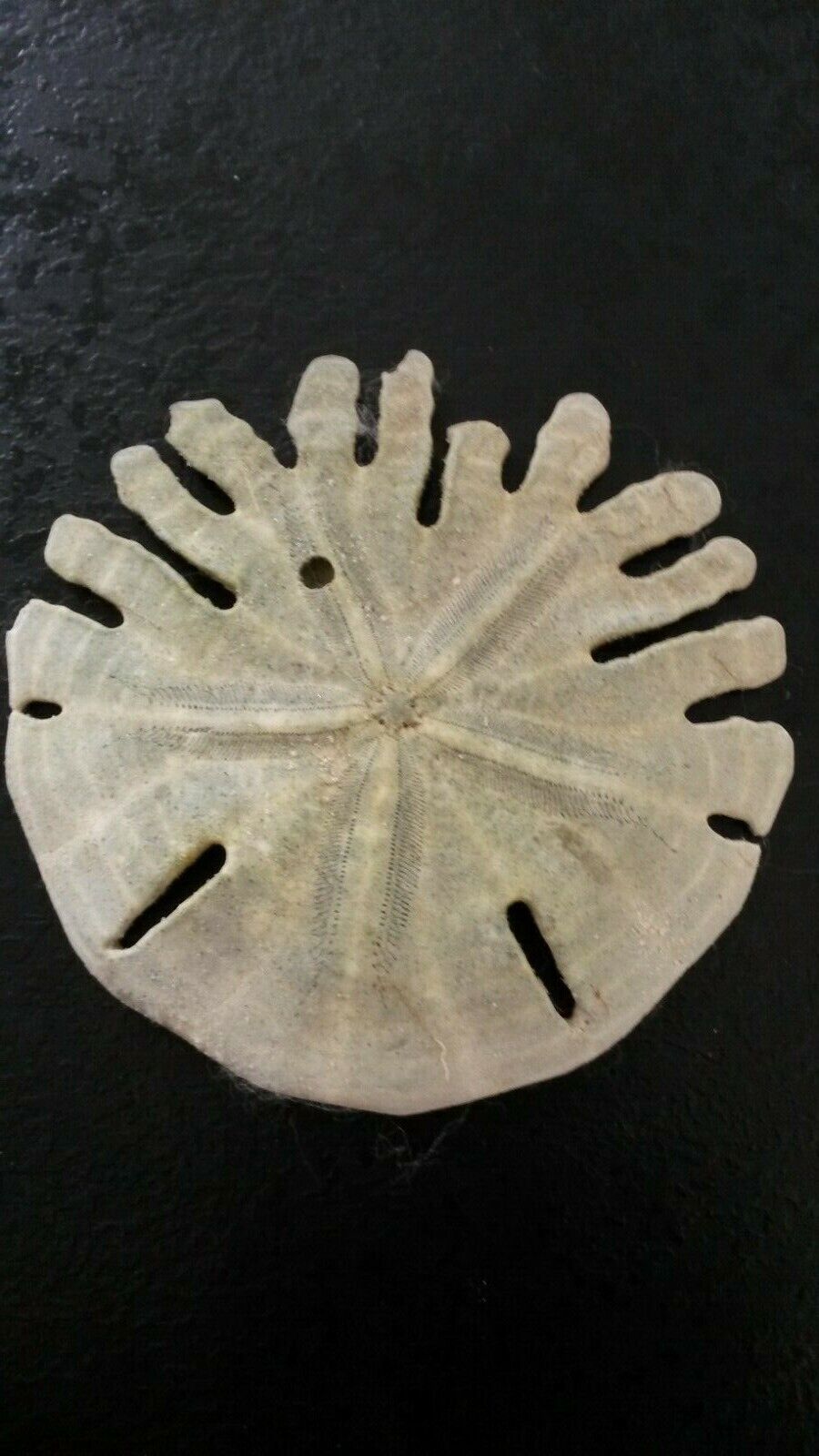 Large Rotula Deciesdigitata Sea Urchin Current Cote Chicago Africa Collection Wx