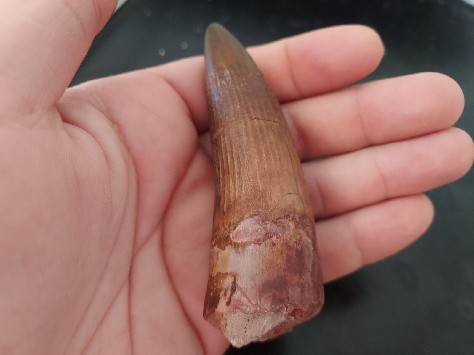 Egyptian Fossilized Spinosaurus Tooth Fossil Jurassic 100% Genuine 85mm 280ct