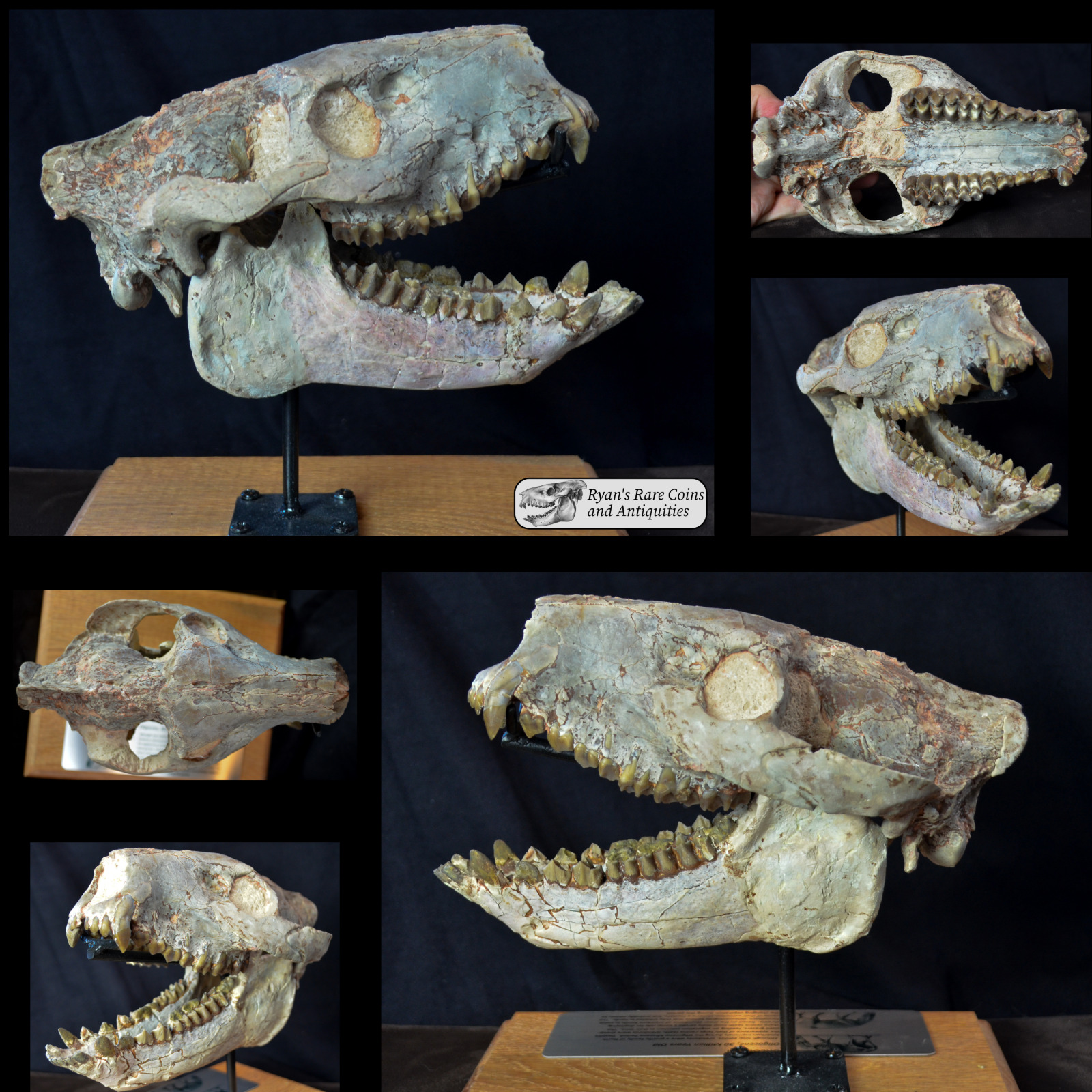 Open Mouth Oreodont Skull, Merycoidodon Fossil, Badlands, South Dakota, O1545