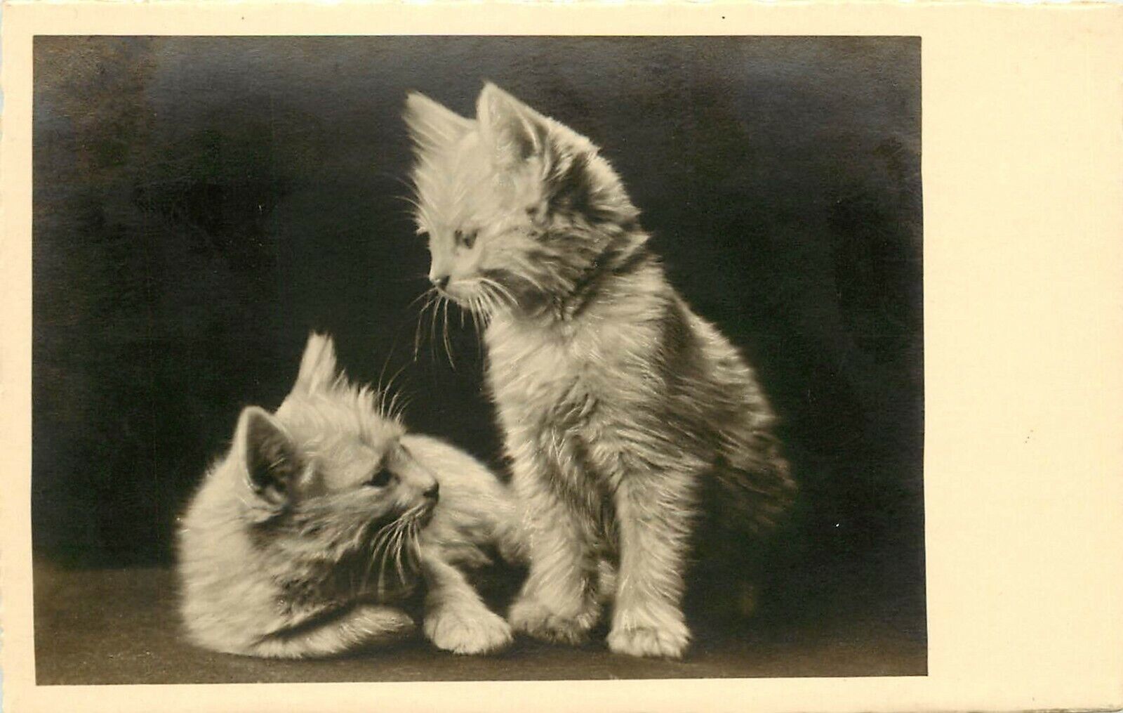 German RPPC Cat Postcard Two Sweet White Kittens look at Each Other NPG 950