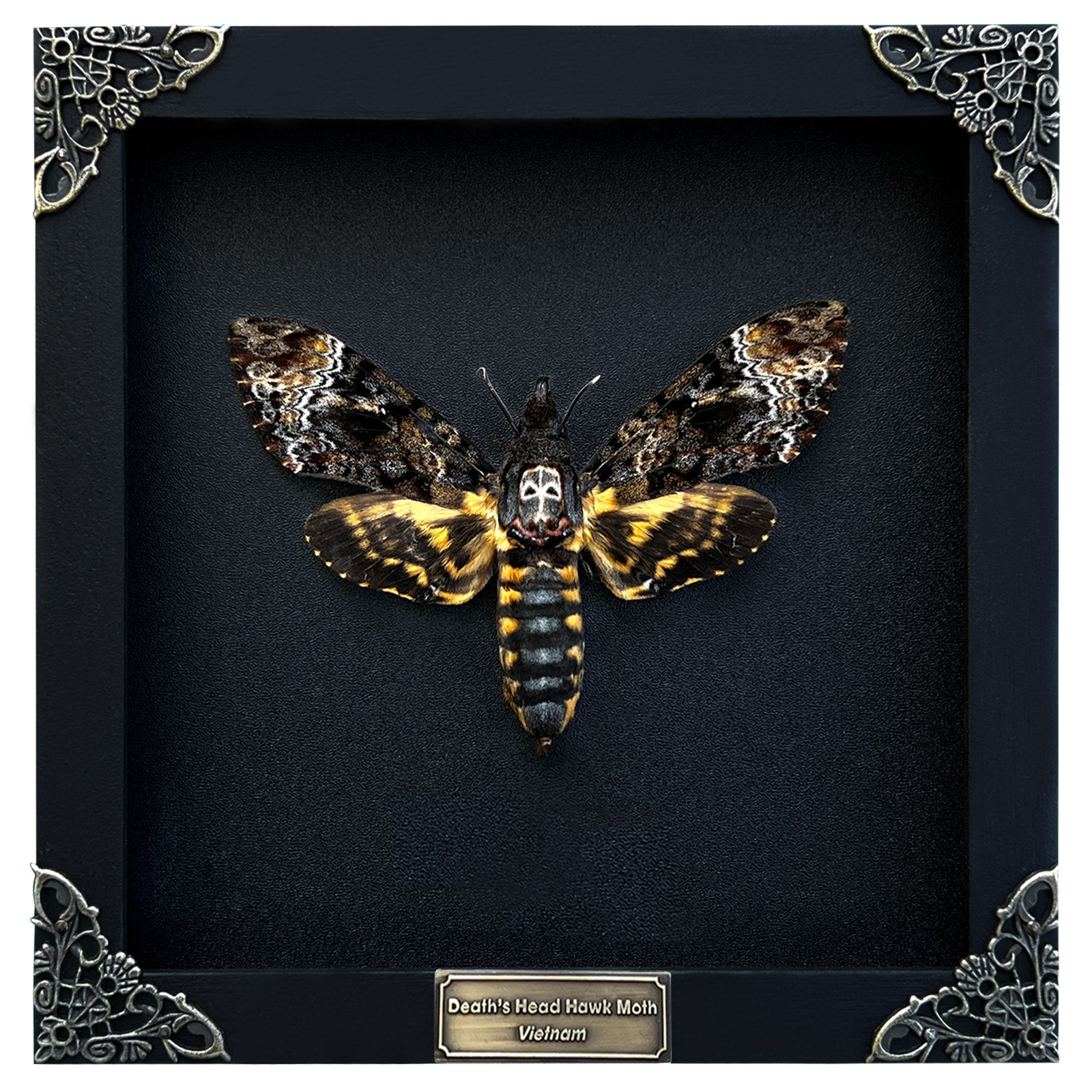 Real Death Head Moth Skull Acherontia Butterfly Insect Frame Taxidermy Oddities