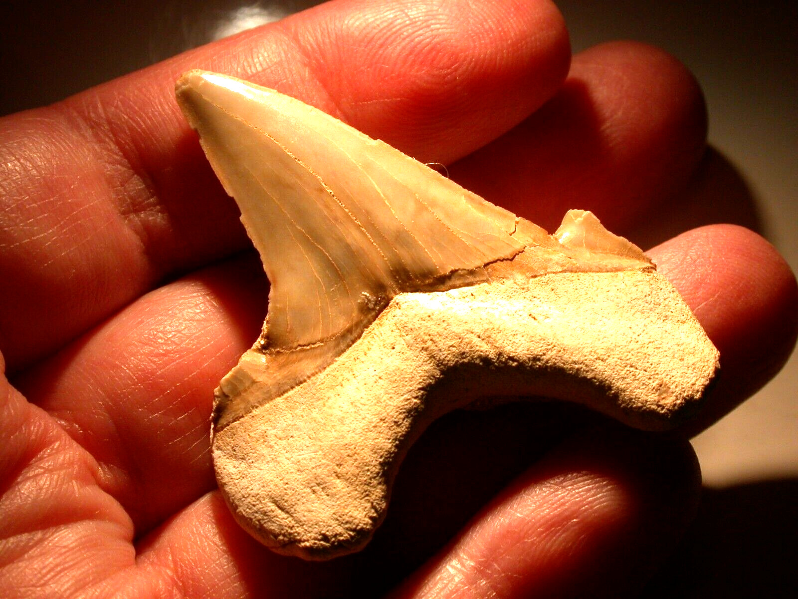 EXTINCT Large Otodus Fossil Shark Tooth 1.89 Inches Sharp Megalodon No Restoring