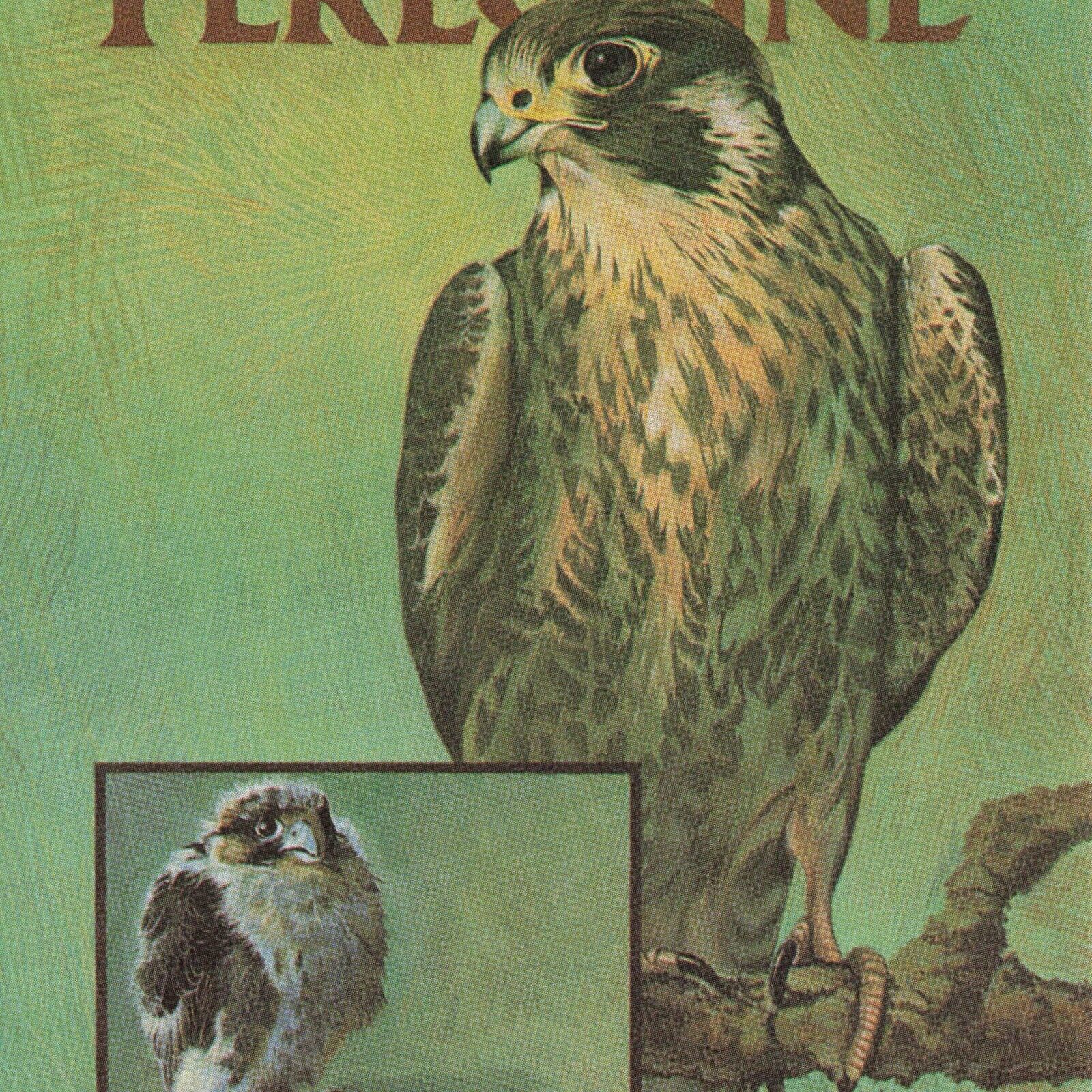 Postcard Peregrine Falcon Endangered Species Illustration Art Michael Zollinger
