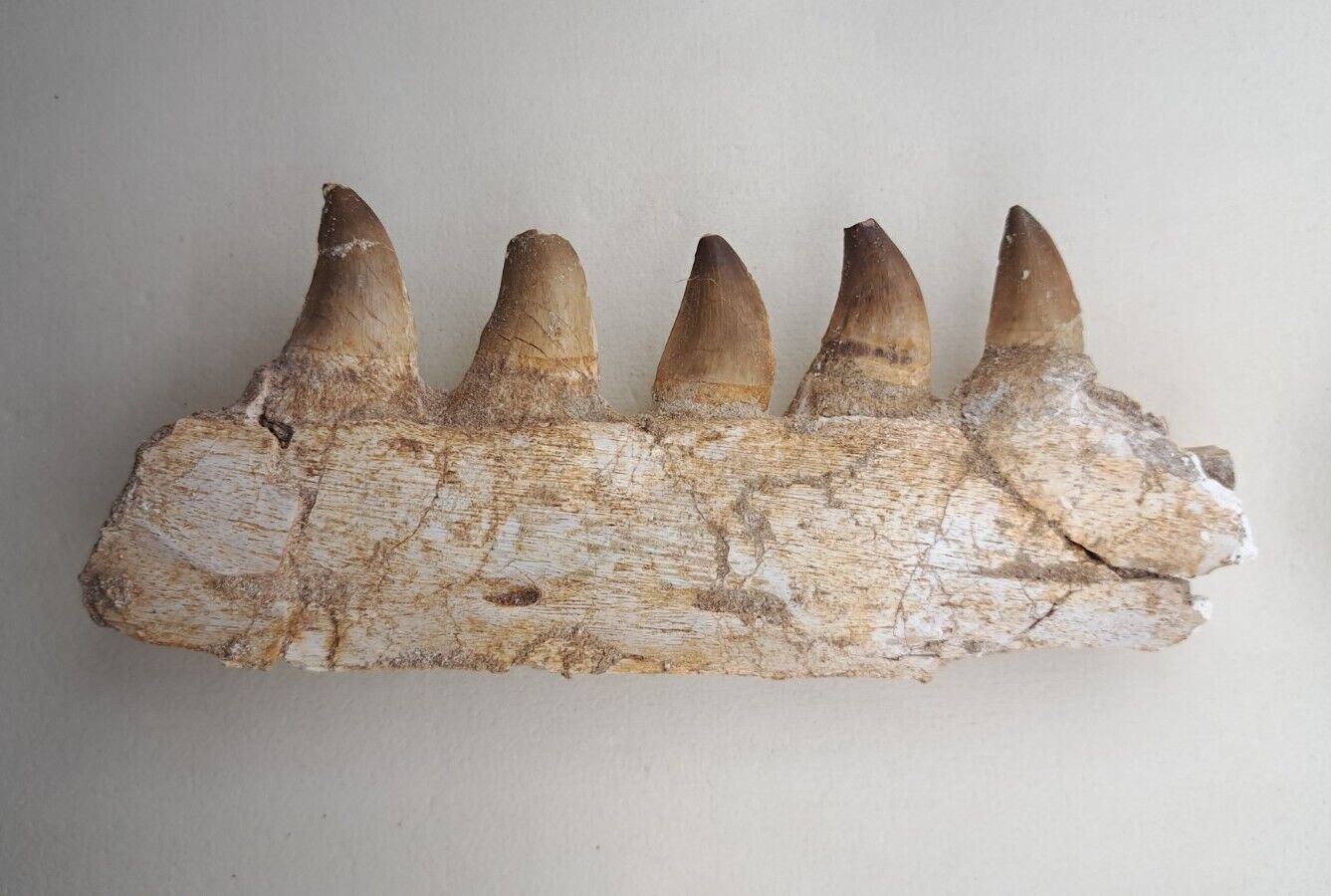 6.6 Inches Authentic Mosasaurus Fossilized Teeth in Jaw Bone Morocco Cretaceous 