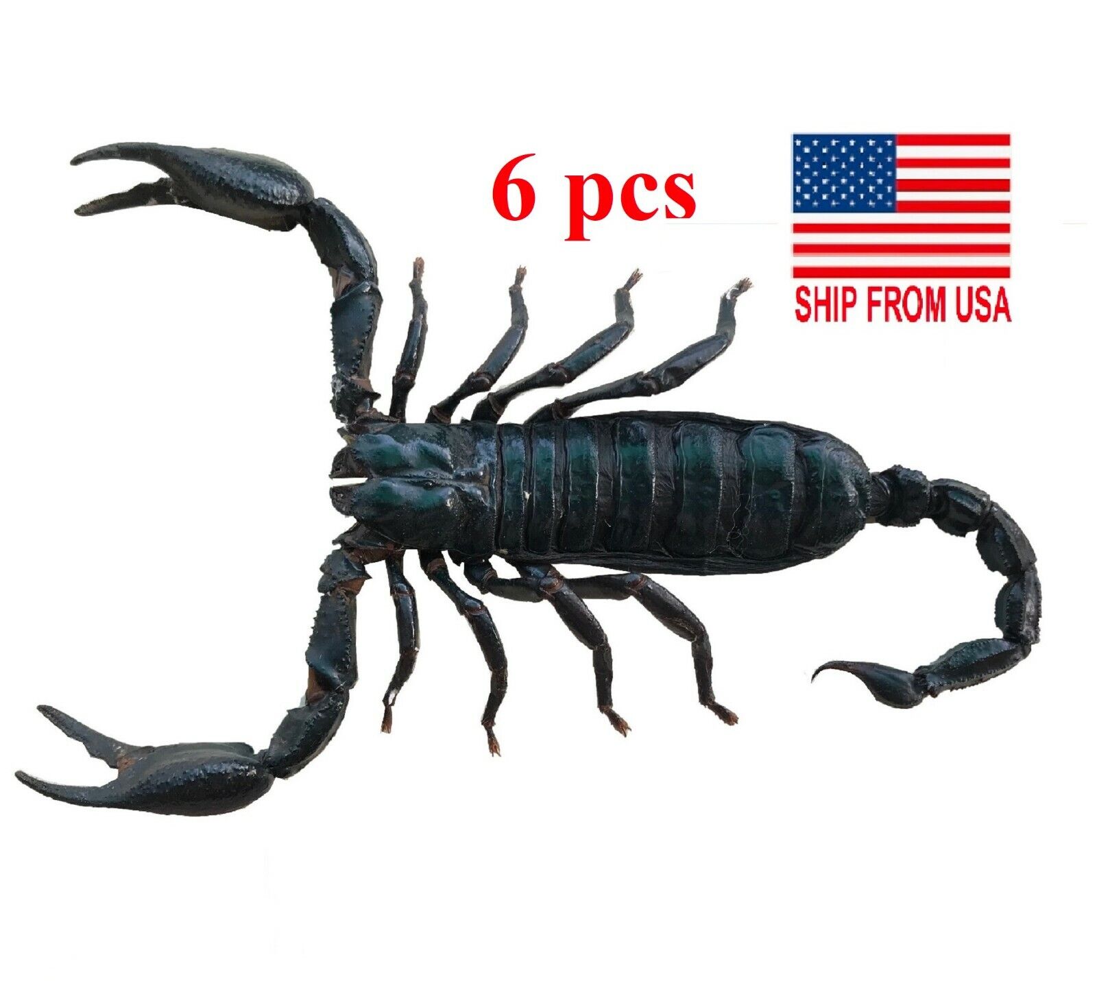 6 Real Giant Scorpion Mounted 7” or 17cm Large Beetle Insect Bug Entomology 