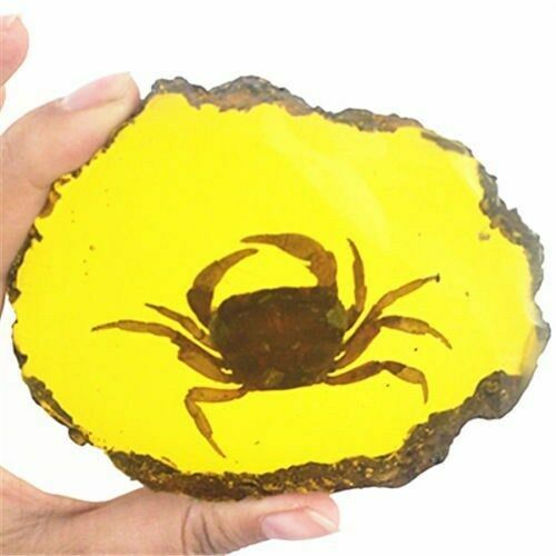 Beautiful Amber Crab Fossil Insects Manual Polishing·