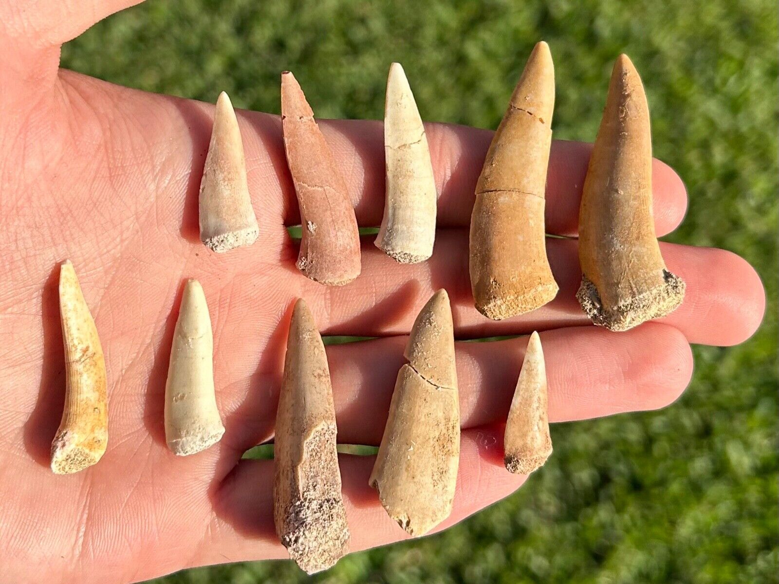 Enchodus Fossil Fish Tooth Fang ONE PER PURCHASE Morocco Cretaceous Dinosaur Age