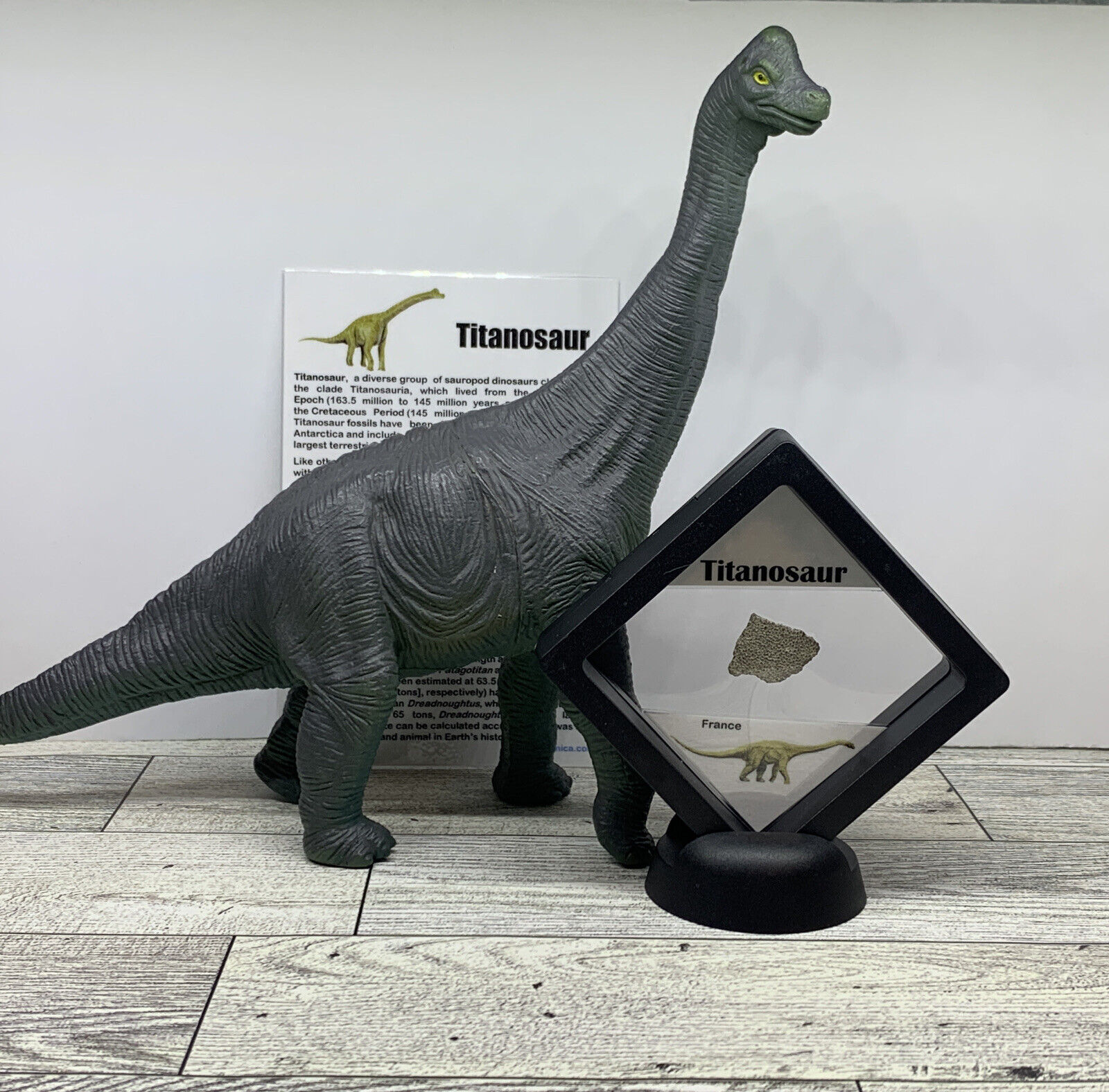 Titanosaur Extinct Dinosaur Egg Shell Fossil Piece with Brachiosaurus Toy