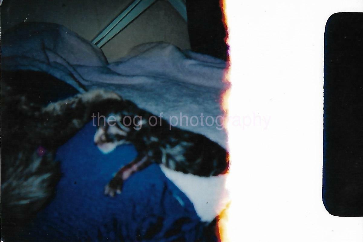 FOUND PHOTOGRAPH Color WEIRD ANOMALY Original Snapshot 14 17 T