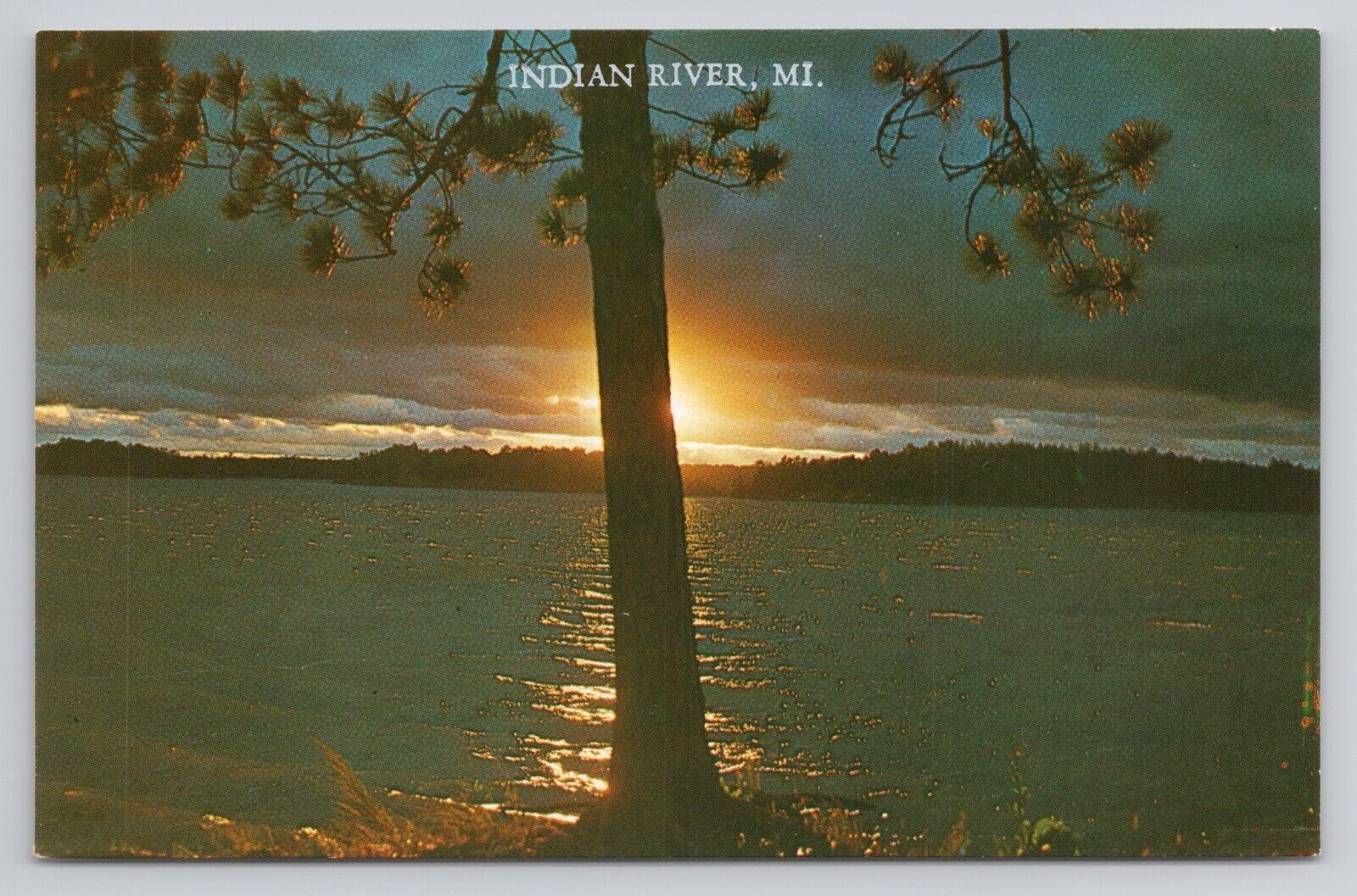 Indian River Michigan Sunshine Flecks a pine tree with Gold Chrome Postcard 1407