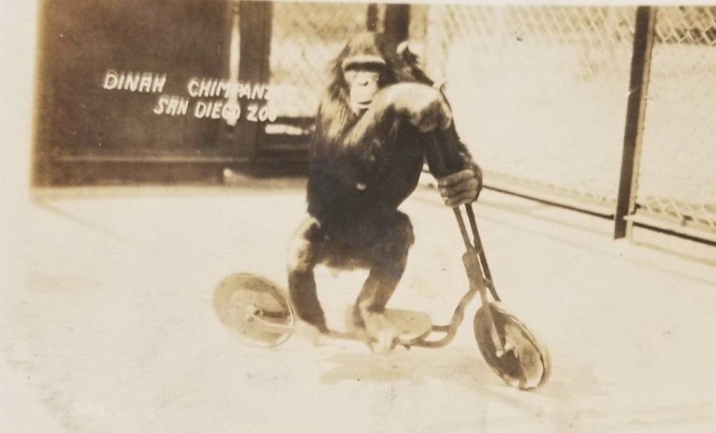 Real Photo Postcard Dinah Chimp Monkey Riding Scooter San Diego Zoo