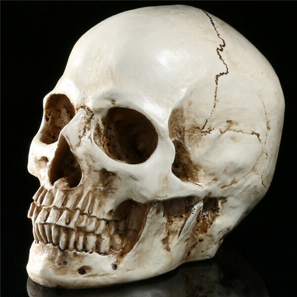 1:1 Life Size Replica Human Skull Model Resin Skeleton Head Medical Art Teach 
