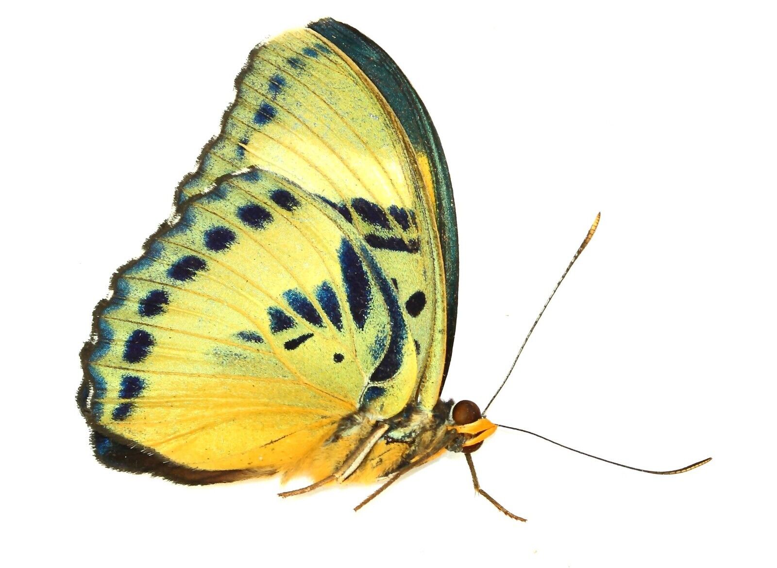 LEPIDOPTERA, NYMPHALIDAE, LIMENITIDINAE, EUPHAEDRA CERES (male) from TOGO