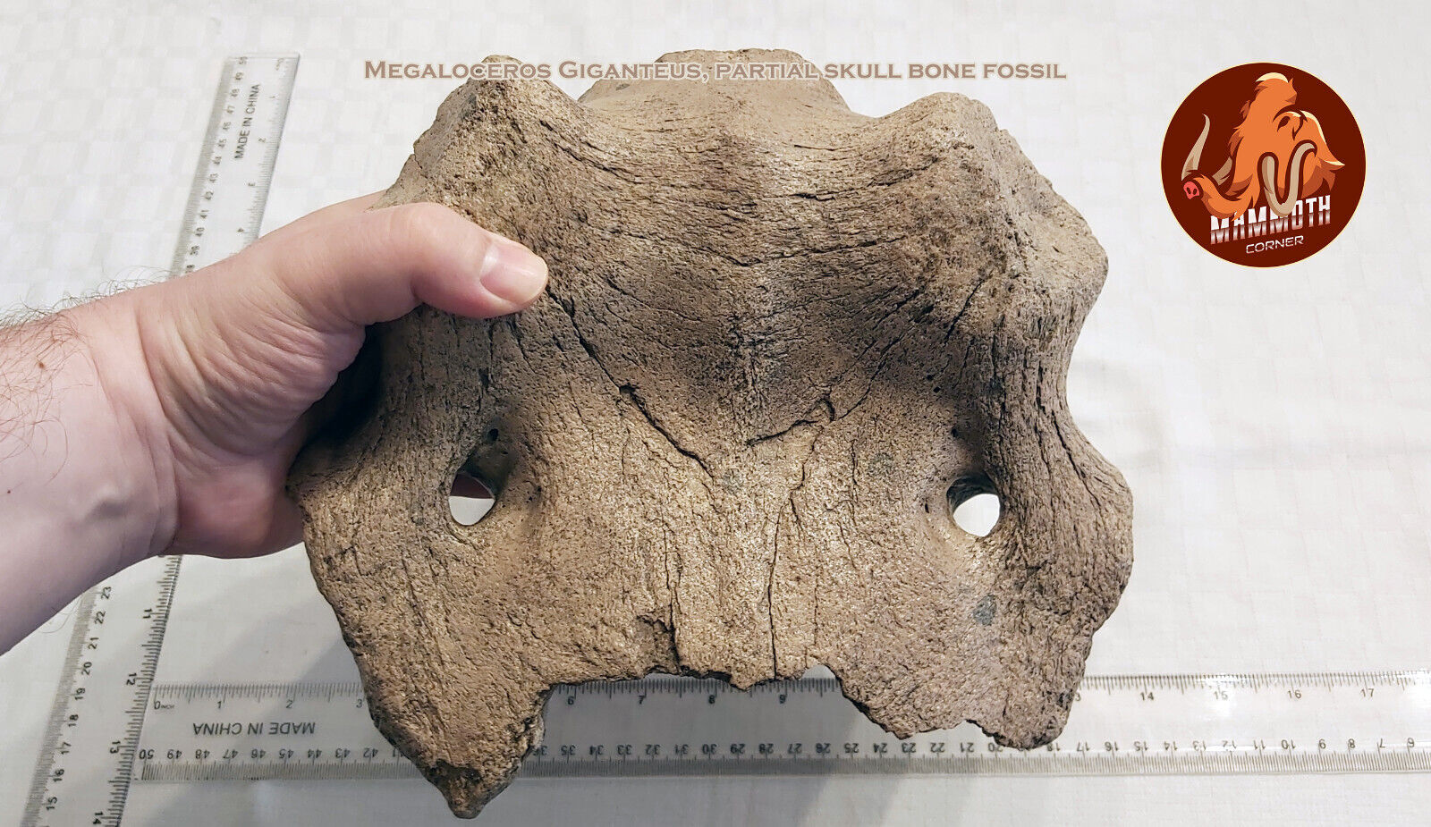 Megaloceros Giganteus (Irish Elk) partial skull bone - fossil