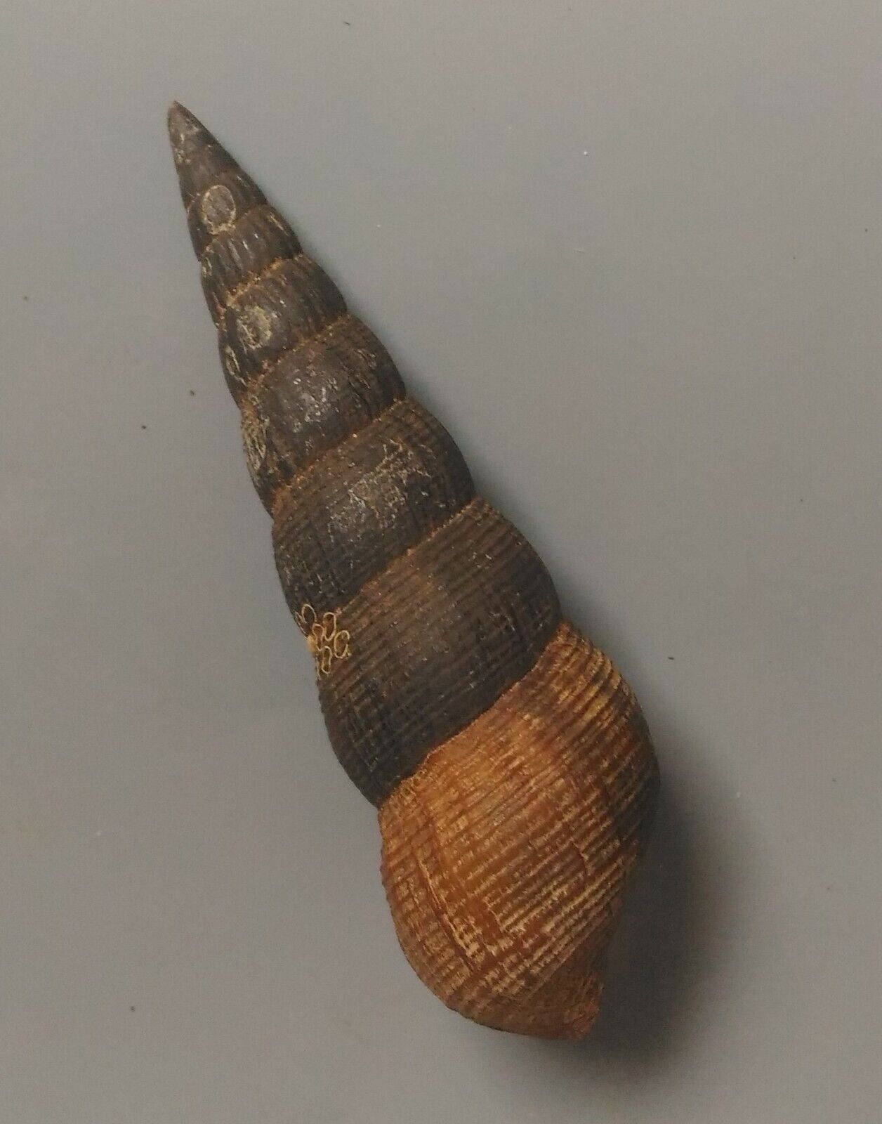 freshwater snail Melanoides species 46-55mm Gem/F+++