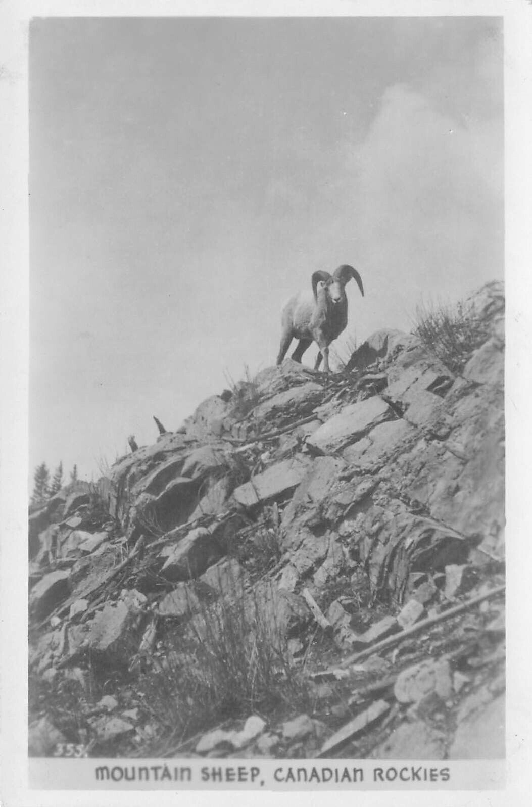 Mountain Sheep, Canadian Rockies, Canada, Early Real Photo Postcard