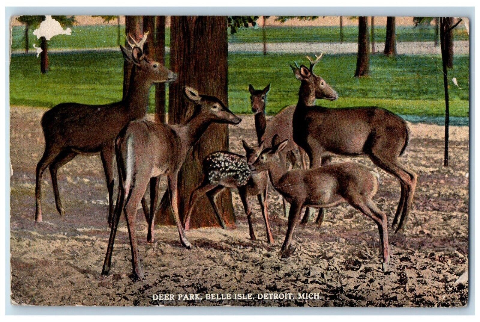 1921 Deer Park Belle Isle Attraction Resort Animals Detroit Michigan Postcard