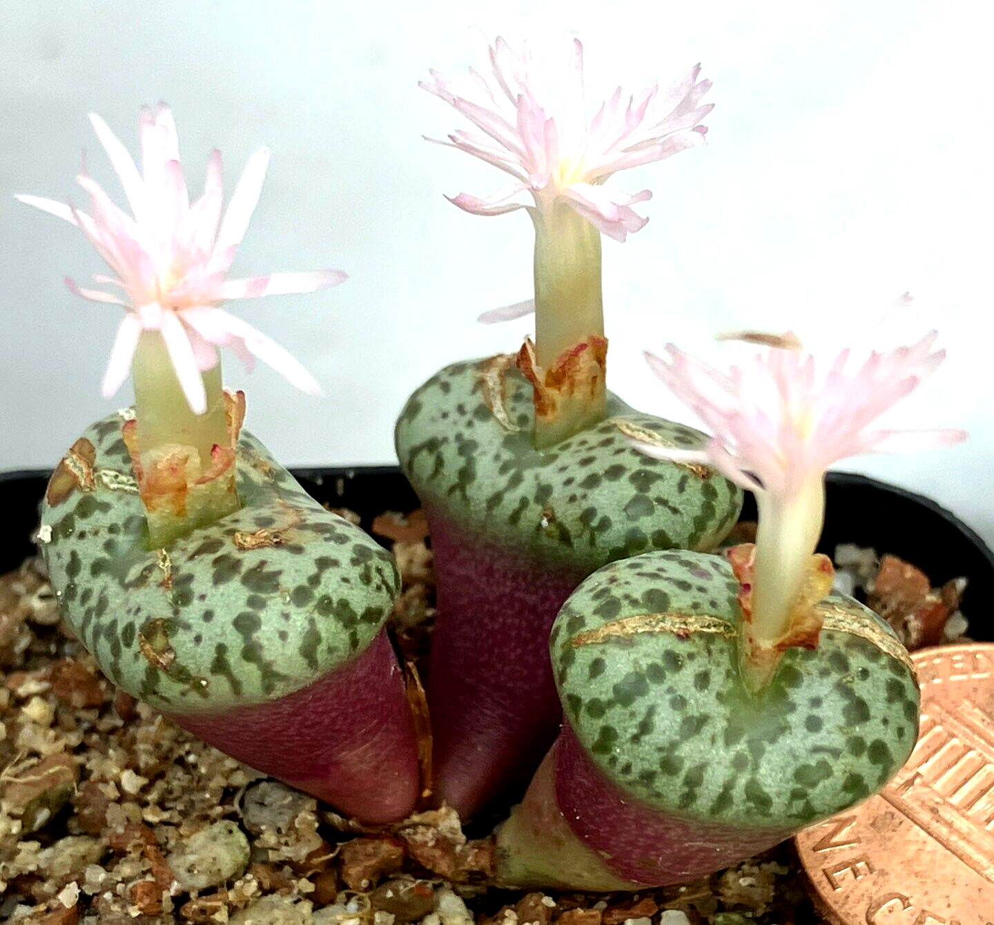 Mesemb Plant - Conophytum obcordellum CR1408 - Pretty