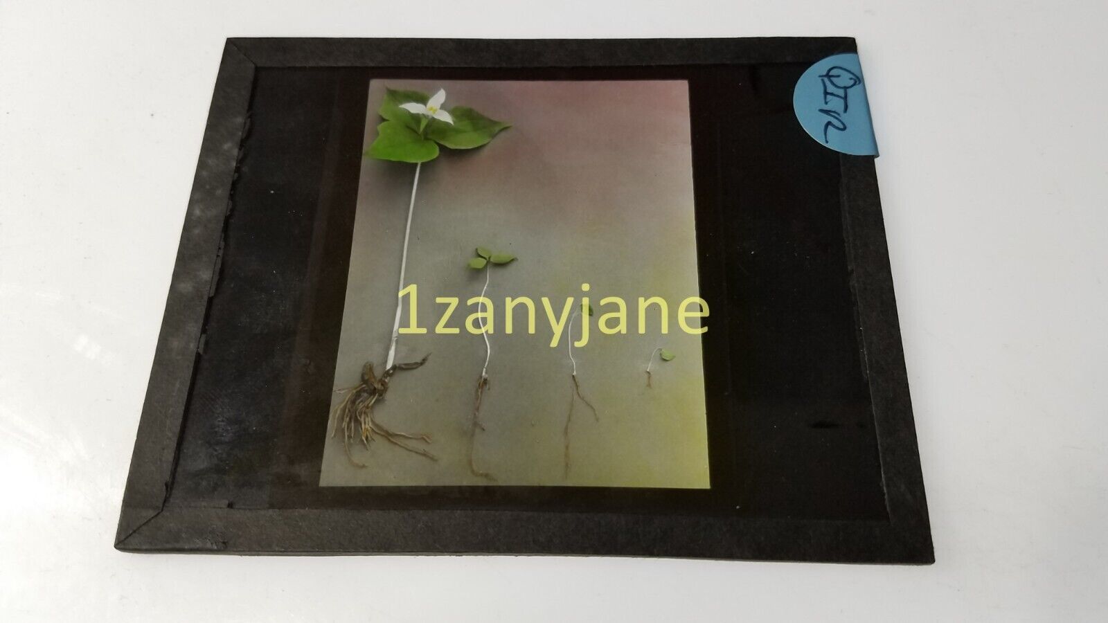 QIR Glass Magic Lantern Slide Photo PROGRESSION OF SEED/PLANT GROWTH