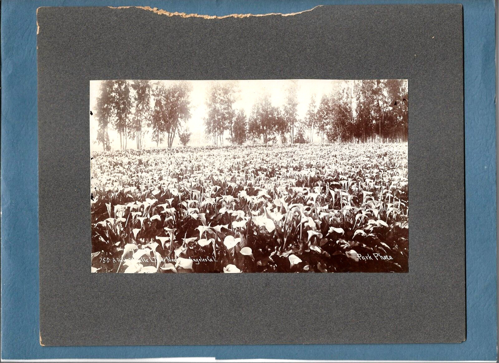 Vint c1900 Matted 5x8 Park & Co. Photo A FIELD OF CALLA LILIES Nr Los Angeles Ca