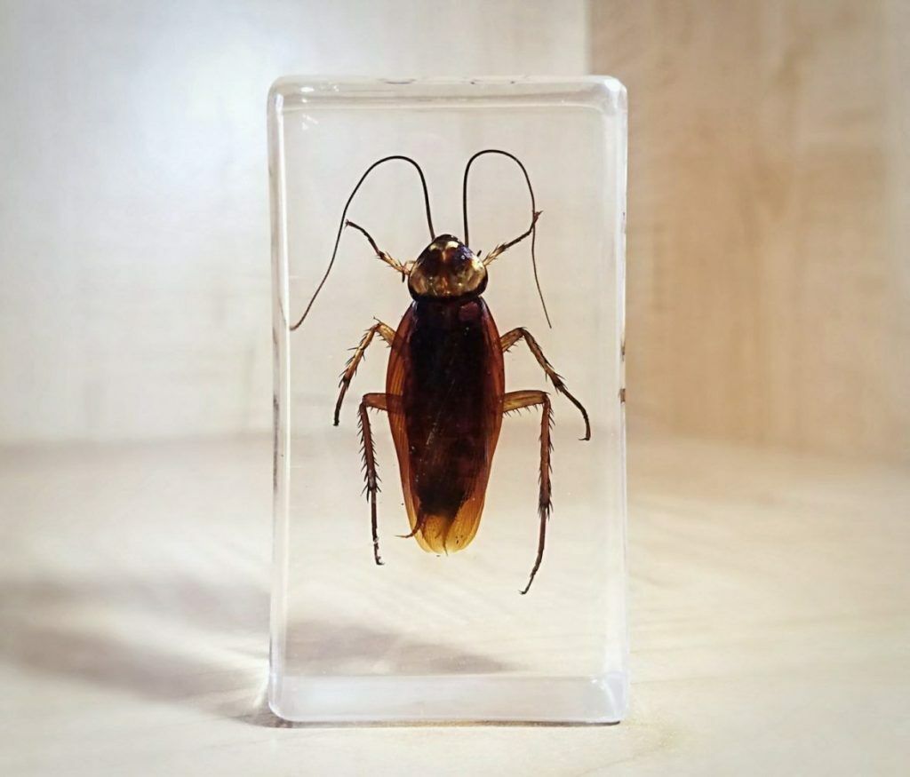 Real Cockroach in Resin, Insects in Lucite, Roach, Oddities, Periplaneta America