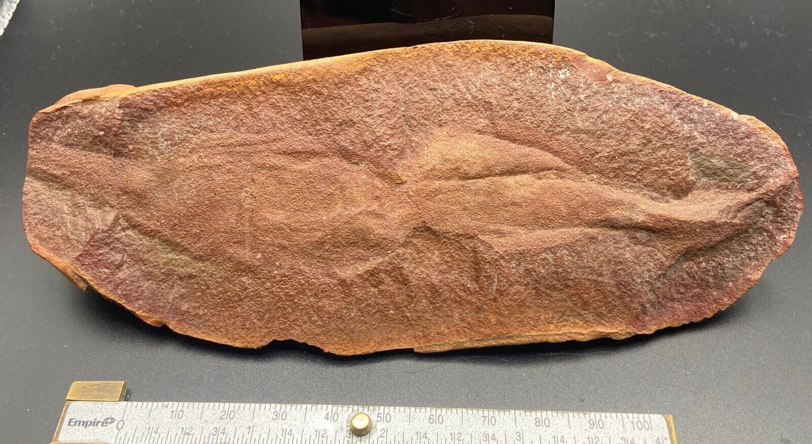 Fossil Tully Monster - Mazon Creek, IL tullimonstrum - one side nodule only