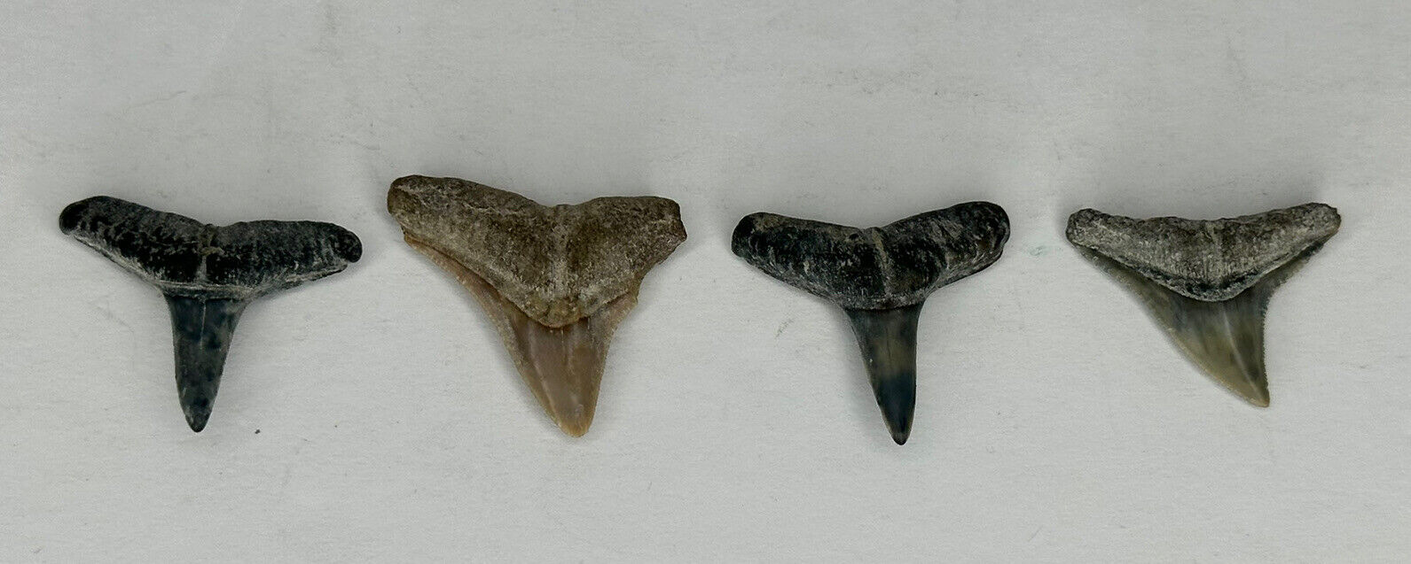 Estate Lot 4 Old Prehistoric Fossils Teeth Shark Ancient Marine Relics Specimens