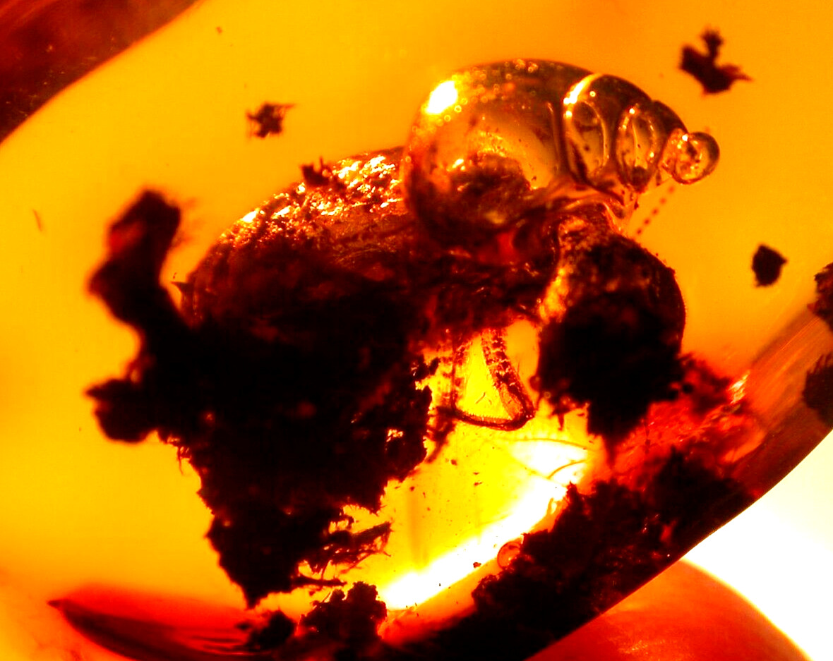 Large Methane Termite with Methane Bubble in Dominican Amber Fossil Gem
