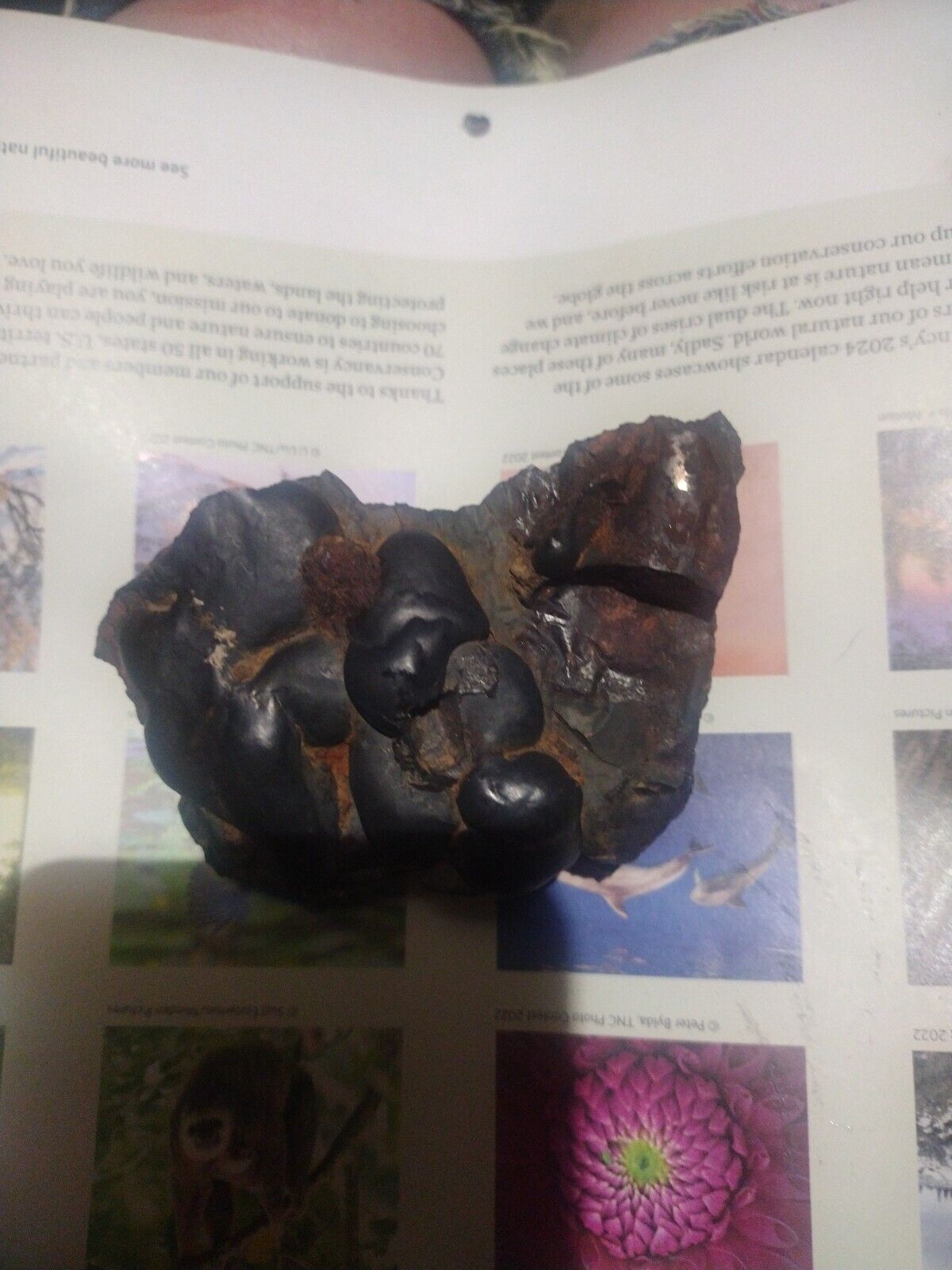 430 Gram Meteorite