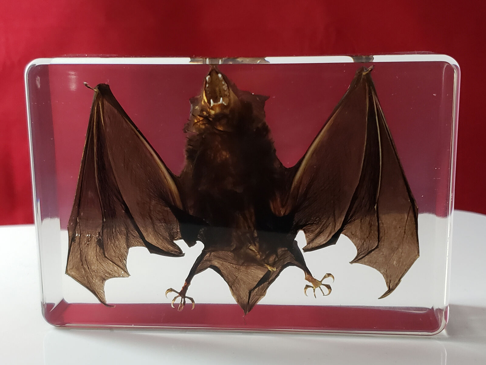 Vampire Bat Desktop Decoration Goth Occult