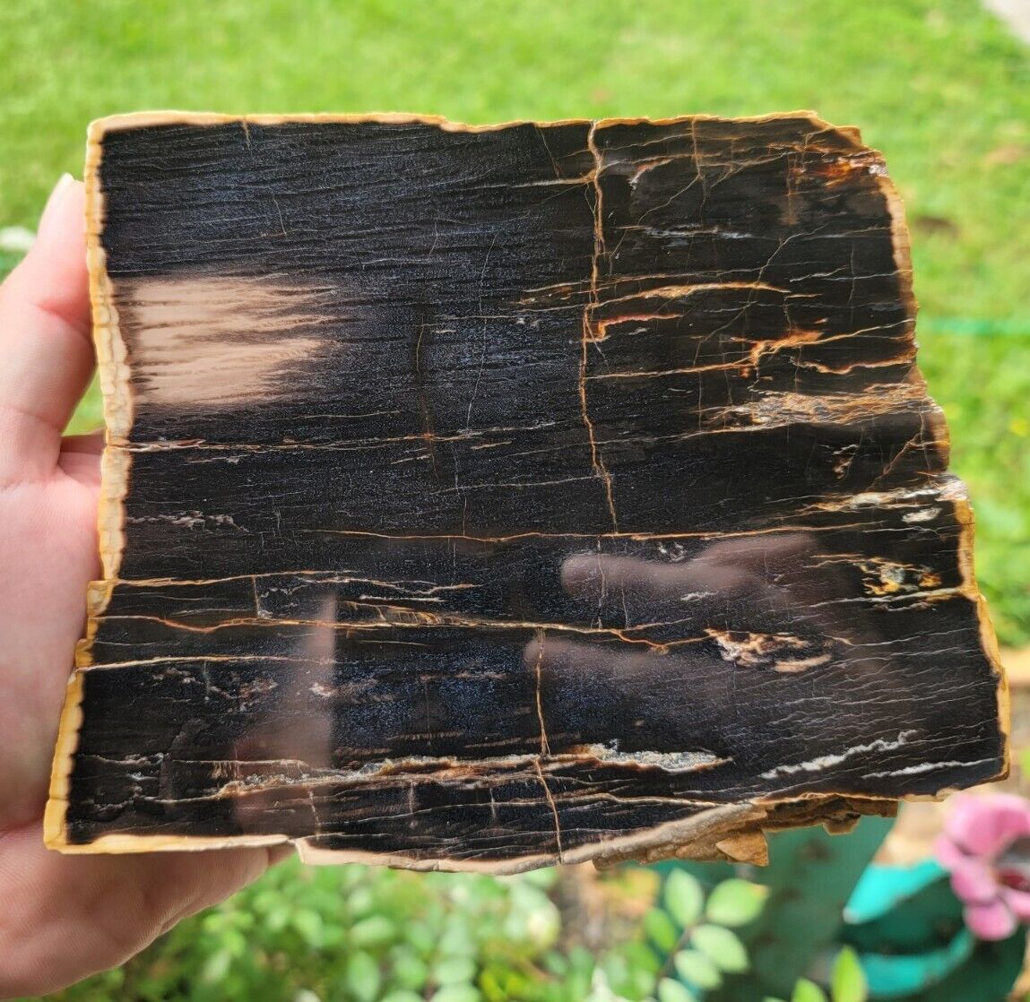 Rare Schilderia Adamanica Petrified Wood Slab Utah Polished End Board Cut #3