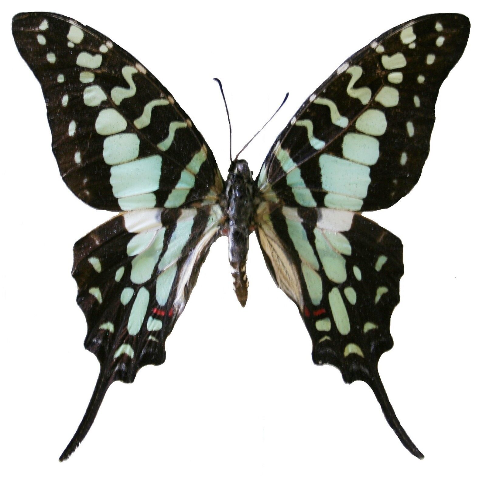 Insect Butterfly Moth Papilionidae Graphium antheus-No. 57