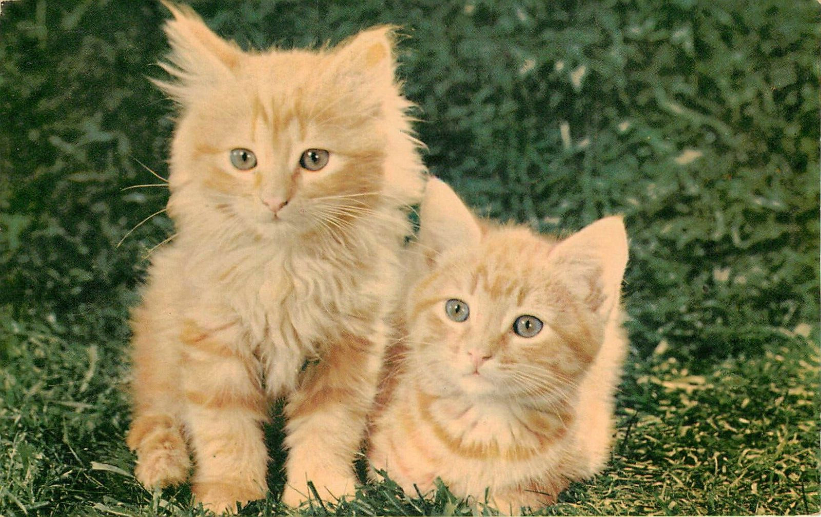1954 Two Little Cats Postcard used with 3c stamp, made by Security Lithograph SF