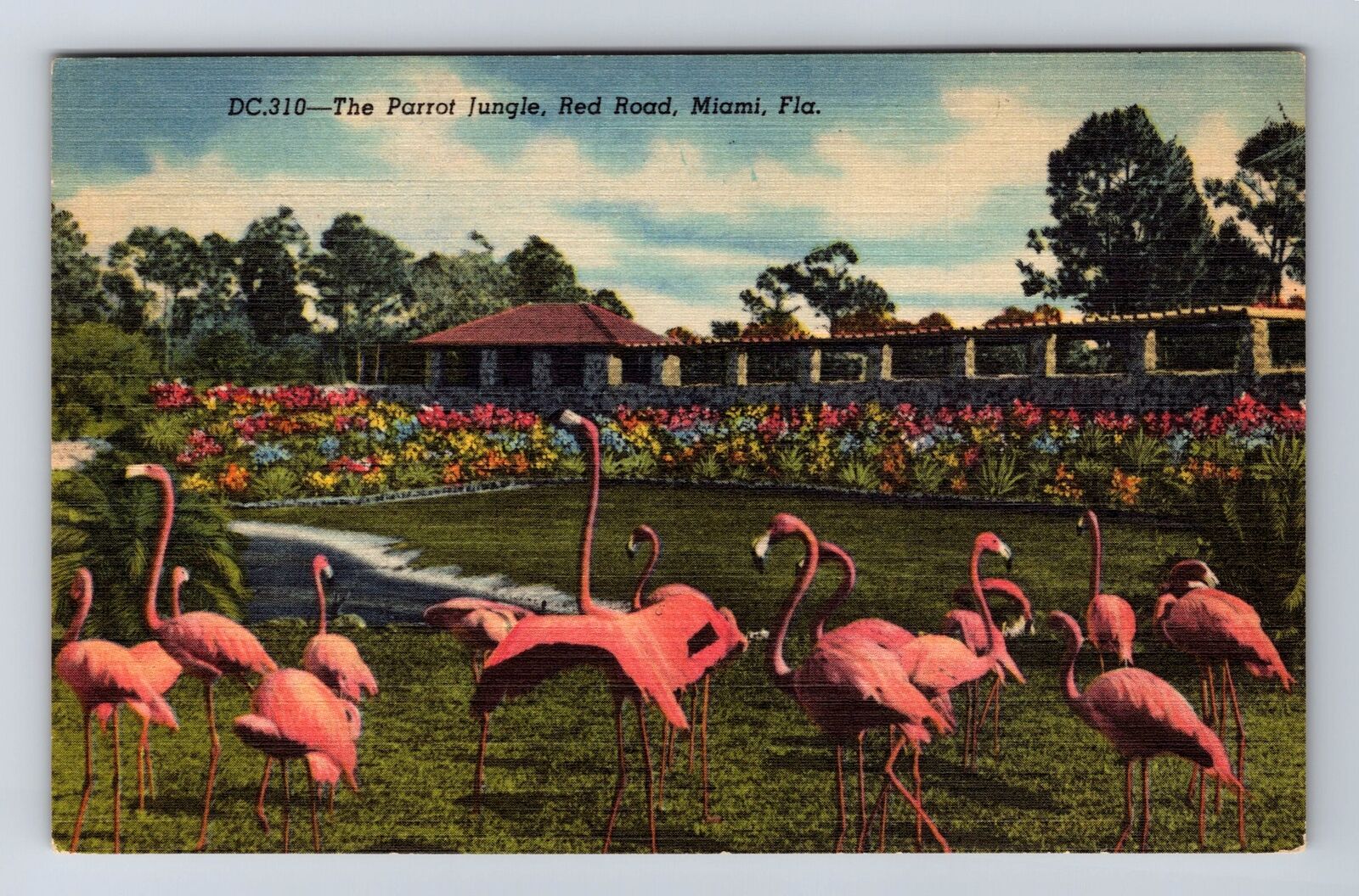Miami FL-Florida, The Parrot Jungle, Red Road, Antique, Vintage Postcard