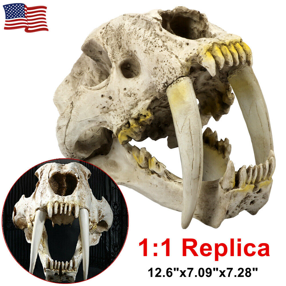1:1 Resin Sabertooth Tiger Bone Skull Replica Model Home Decor Sculpture 12.6