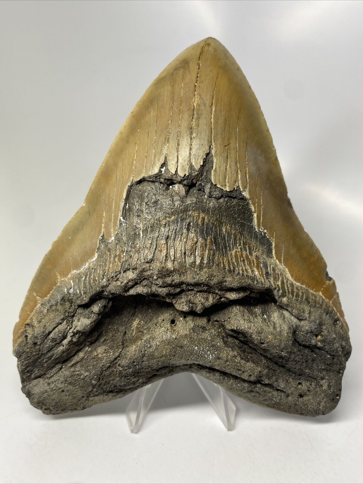 Megalodon Shark Tooth 6.17” Monster - 5” Wide - Authentic Fossil 13643