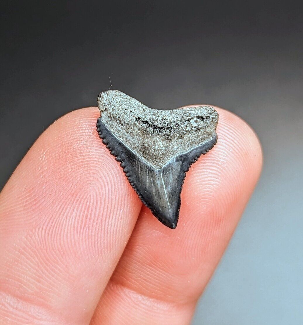Beautiful Fossilized Bull Shark Tooth From North Florida