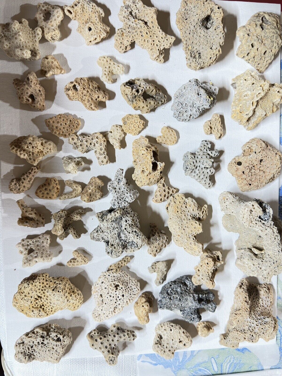 55 Dried Brain CORALS Fossil Beach Ocean Sea Reef Fish tank Aquarium decoration