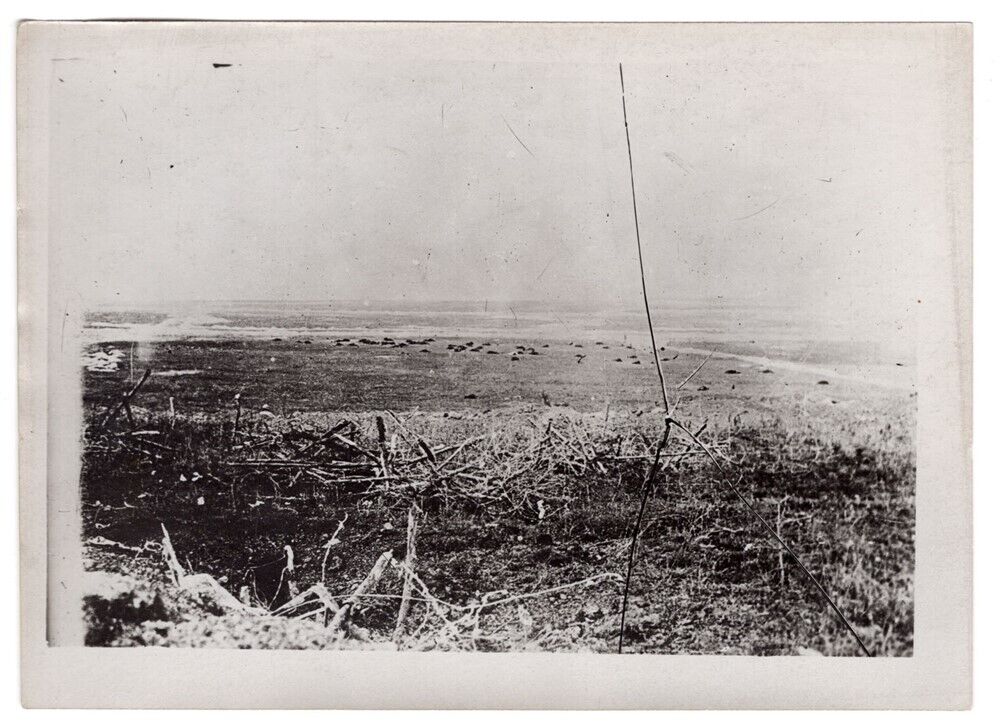 WWI Barbed Wire Entanglement Defense Position on Hill 5x7 Original Photo