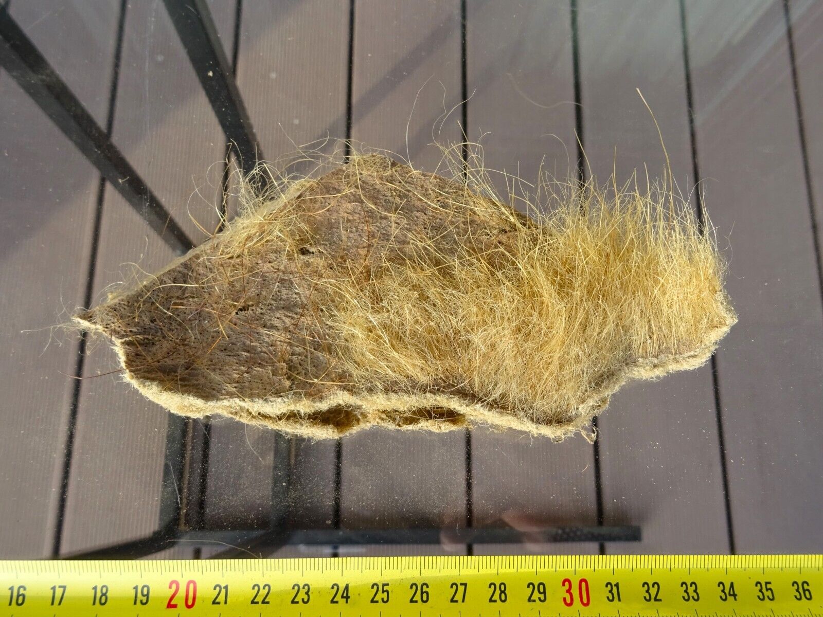 WOOLLY RHINO genuine skin with a little hair (fur) frag Pleistocene 17x7 cm 30 g