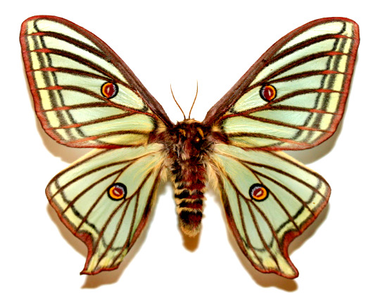 Insect Moth Graellsia isabellae-Rare Spanish Moon Moth-Perfect FEMALE