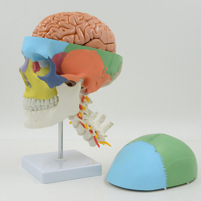 Life Size Brain Model Colored Skull Model Cervical Vertebra Human Anatomy Model