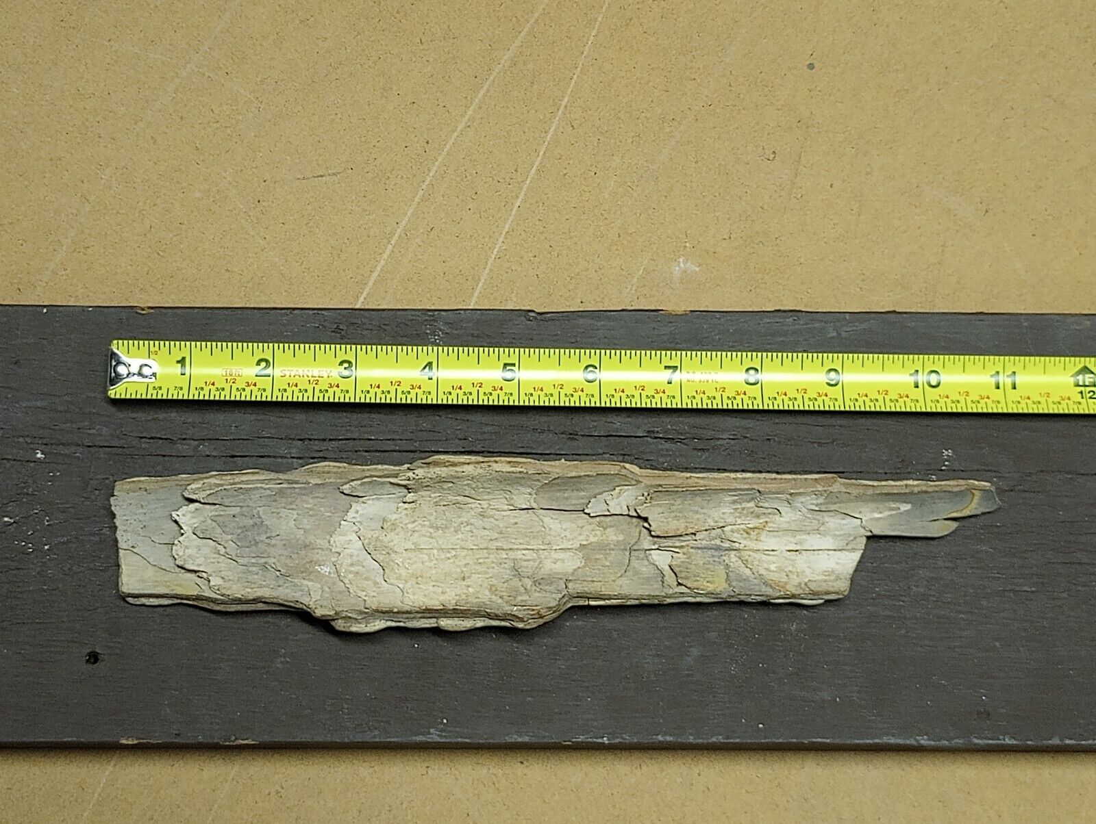 Woolly Mammoth Fossil Tusk Piece 10-3/4” -chalky Tan as found on Alaska beach 