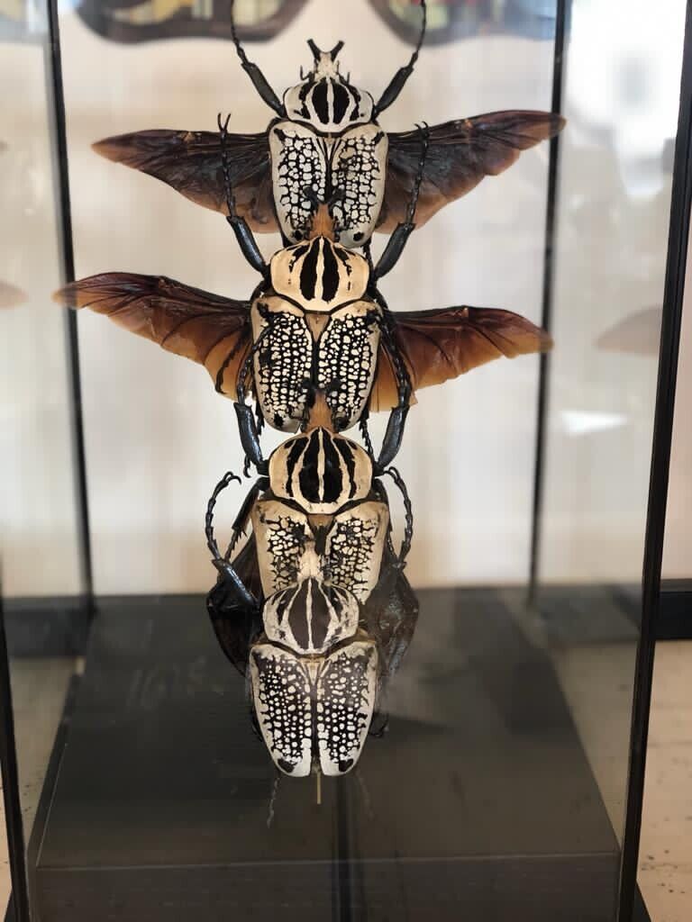 XL Goliath Beetles in flight Taxidermy Insect Art in Display case (GOLIATHUS)