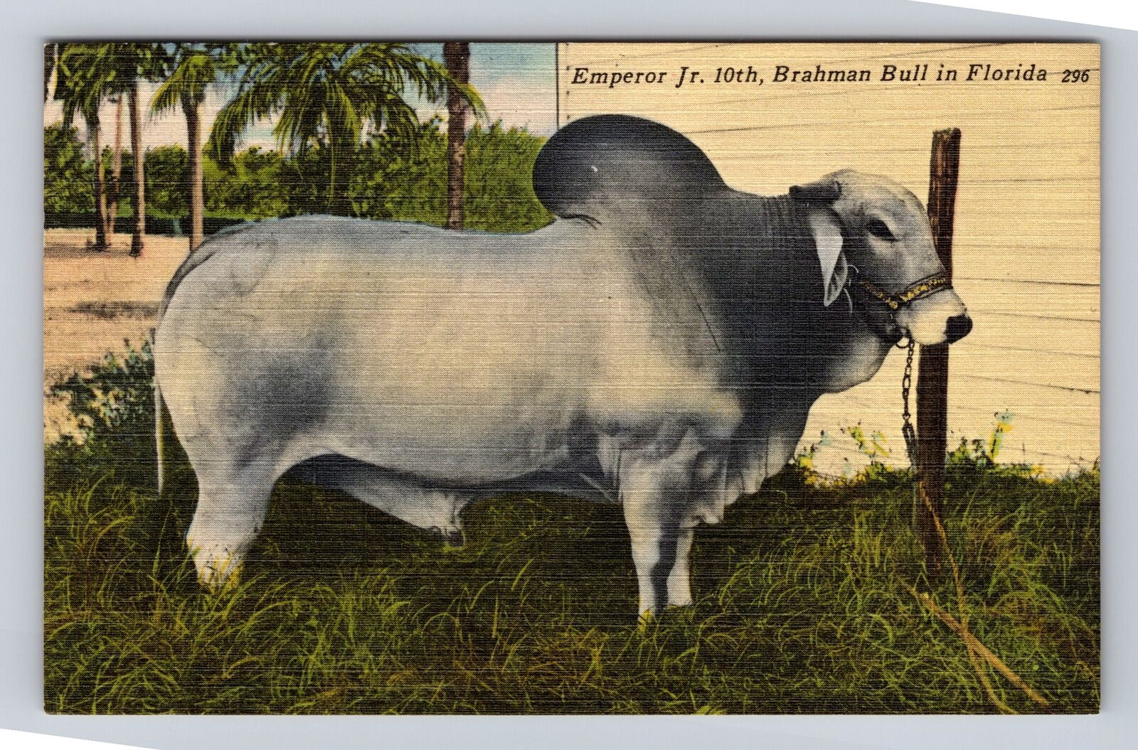 Bradenton FL-Florida, Emperor Jr. 10th Brahman Bull, Antique Vintage Postcard