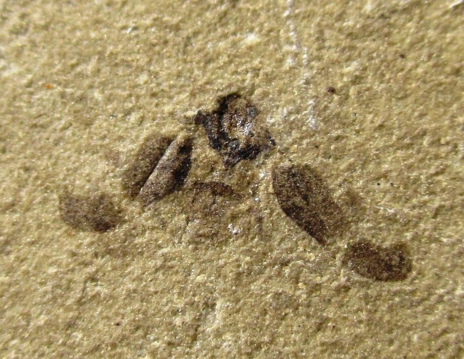 Fossil insect on matrix - Green River fm, Rio Blanco, Colorado insect